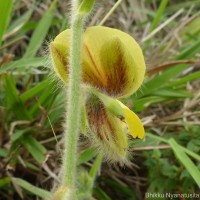 Crotalaria calycina Schrank